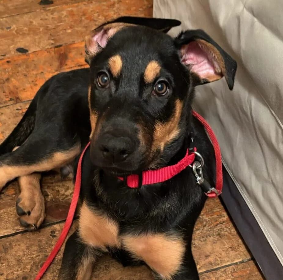 Sergio,  (All Dogs Matter)