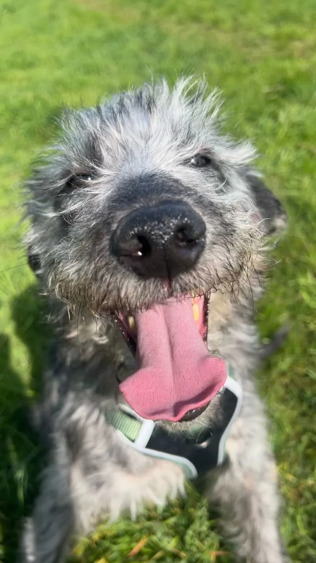 Shaggy,  (All Dogs Matter)