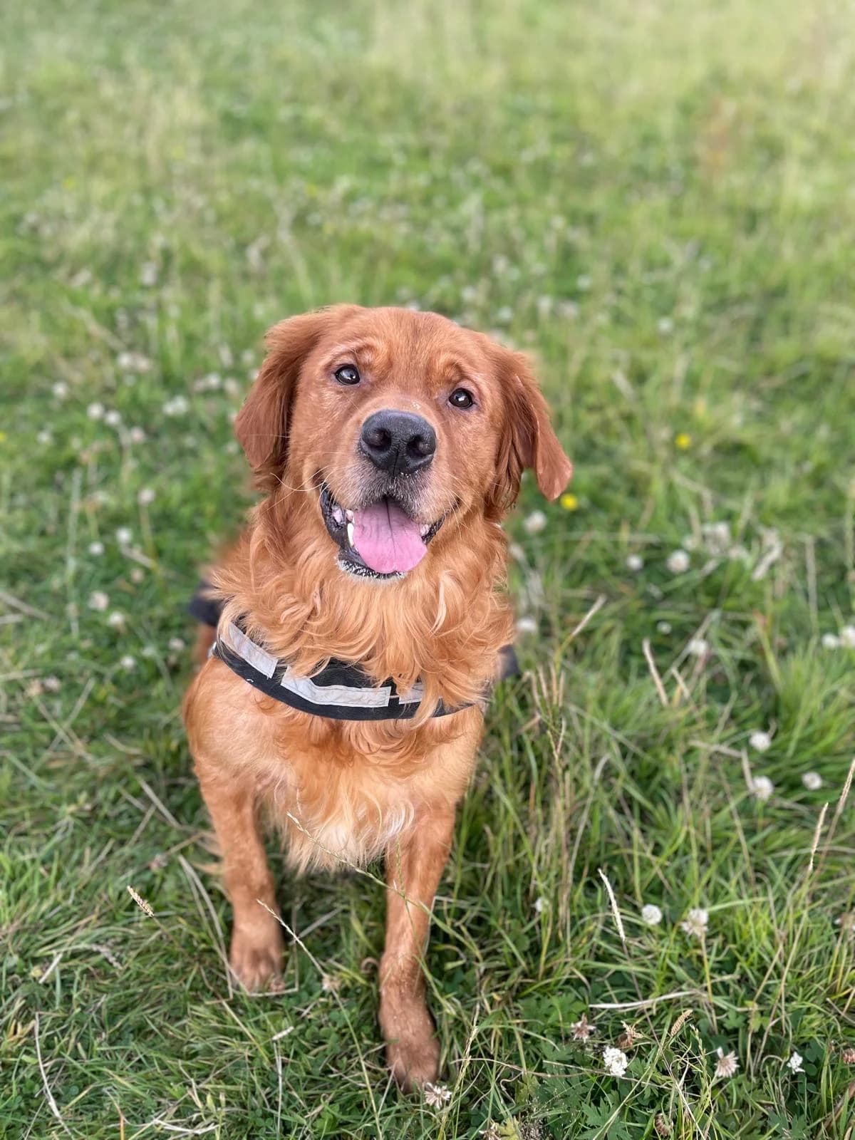 Shah,  (All Dogs Matter)