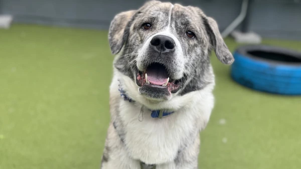Shaila, female young Central Asian Shepherd Dog for adoption at Battersea Dogs & Cats Home, London