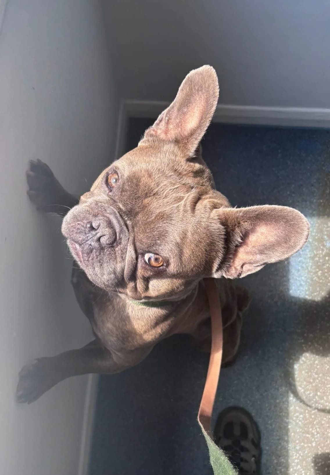 Sean,  (All Dogs Matter)