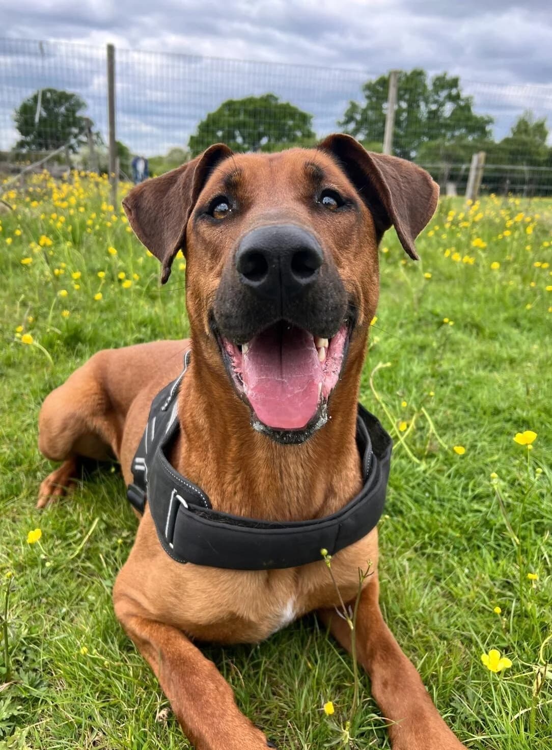 Sherman,  (All Dogs Matter)