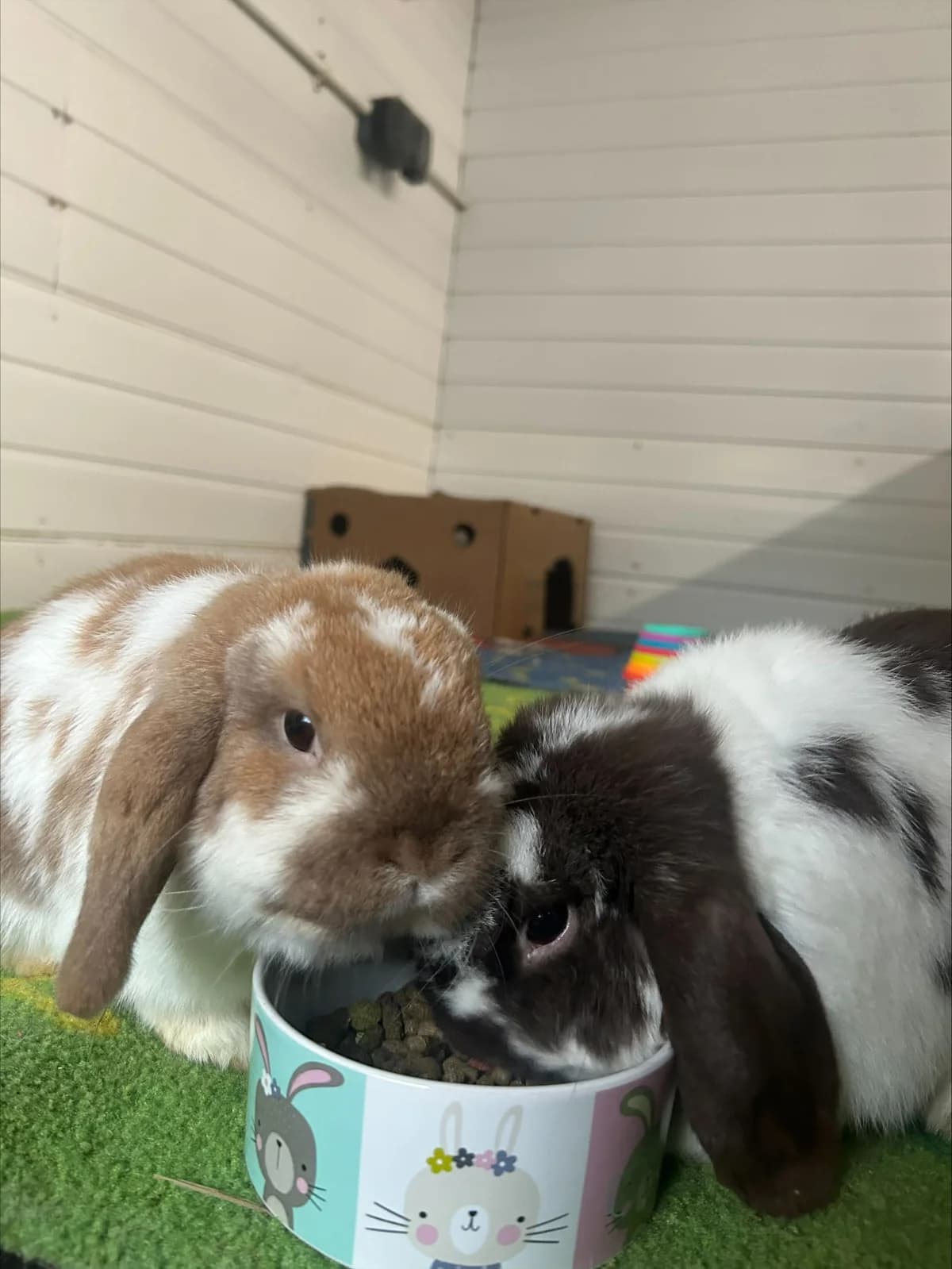 Shiro and Kuro, male Mixed Breed for adoption at Freshfields Animal Rescue, Liverpool