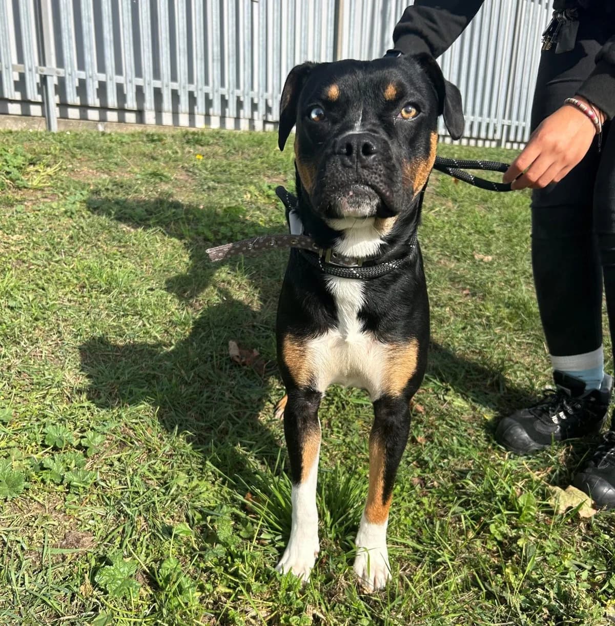 Shylo, female young mixed breed for adoption at All Dogs Matter, London