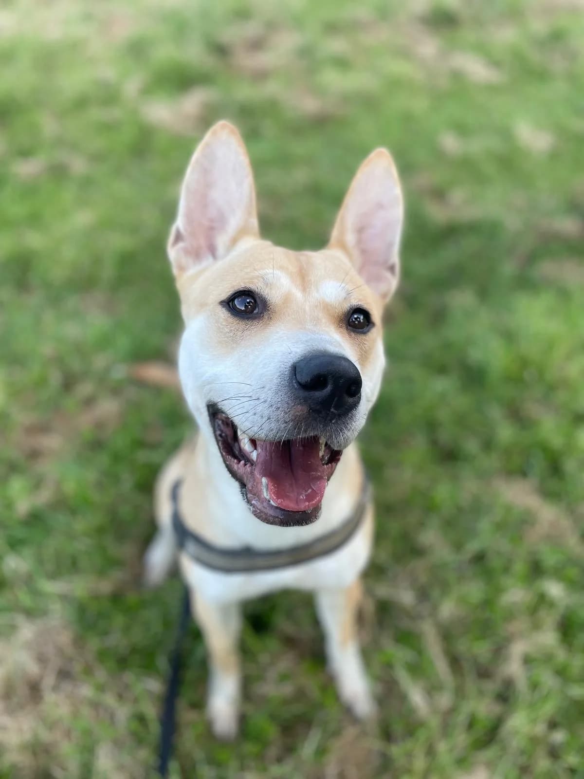 Sienna,  (All Dogs Matter)