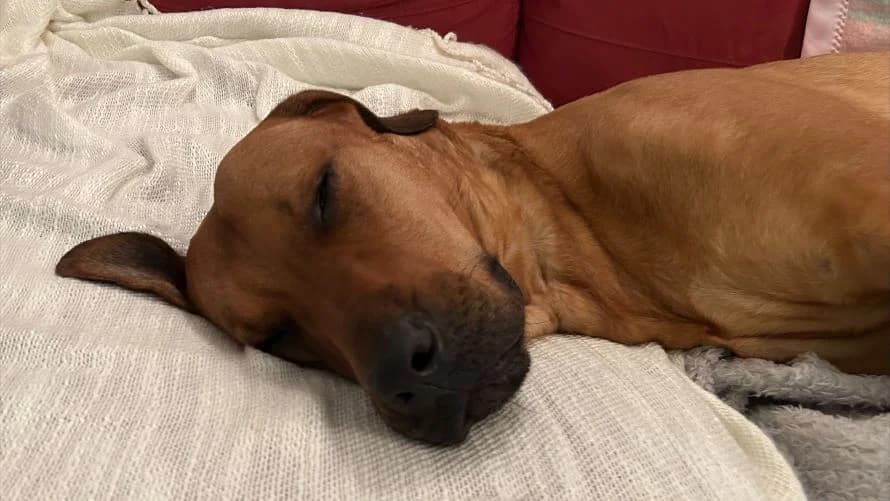 Silver, female 3yo Rhodesian Ridgeback for adoption at Battersea Dogs & Cats Home, London