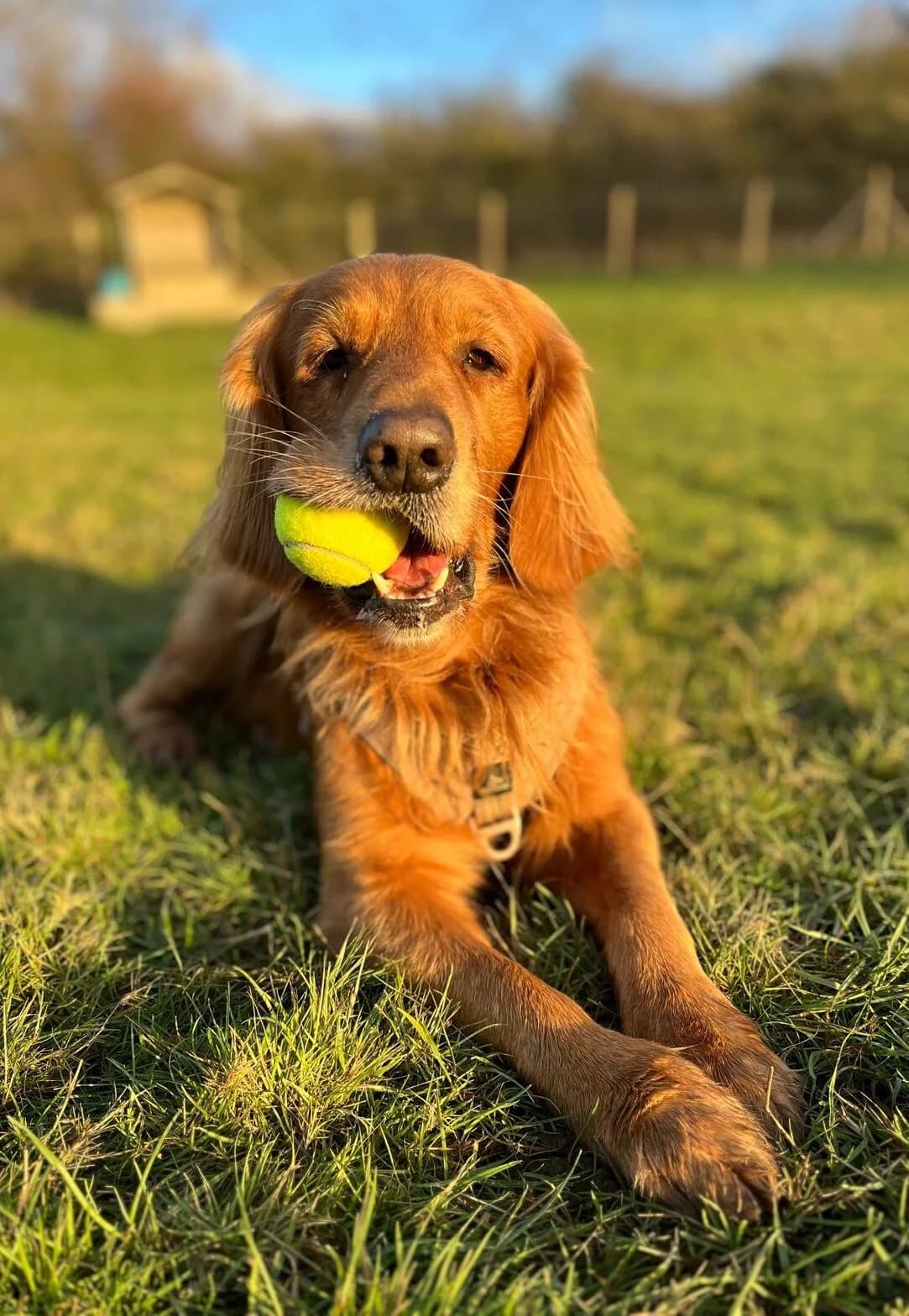 Simon,  (All Dogs Matter)
