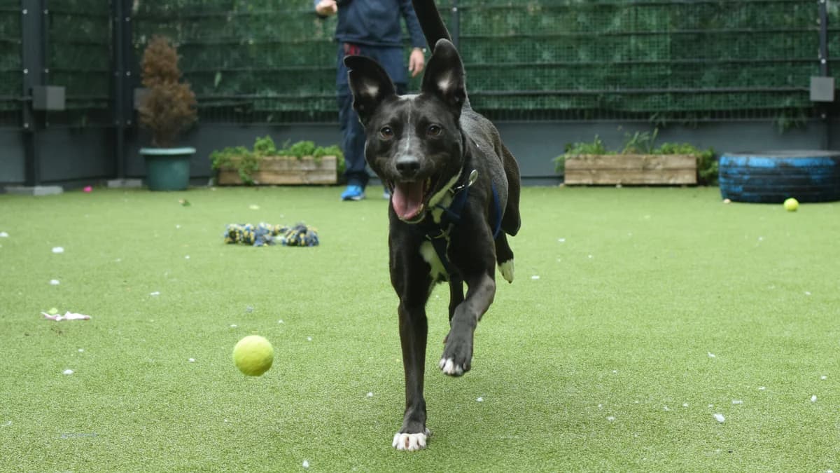 Sky, female 3yo Collie for adoption at Battersea Dogs & Cats Home, London