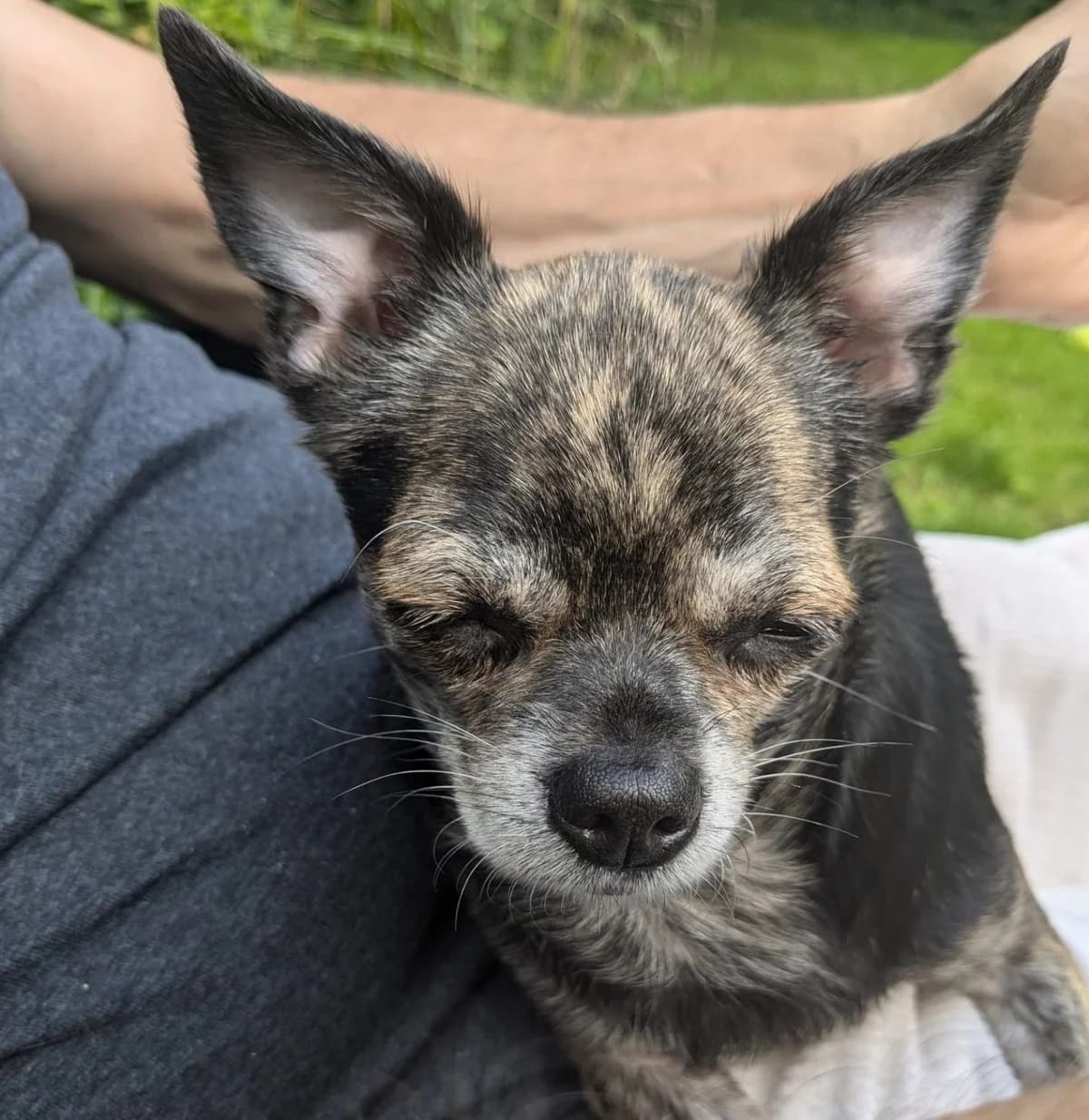 Sky,  (All Dogs Matter)