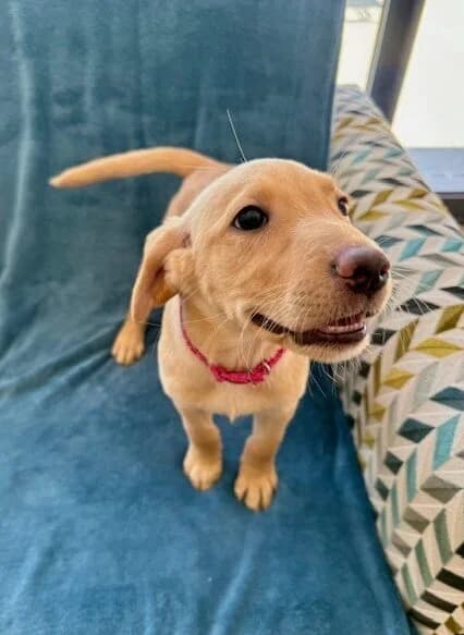 Sky,  (All Dogs Matter)