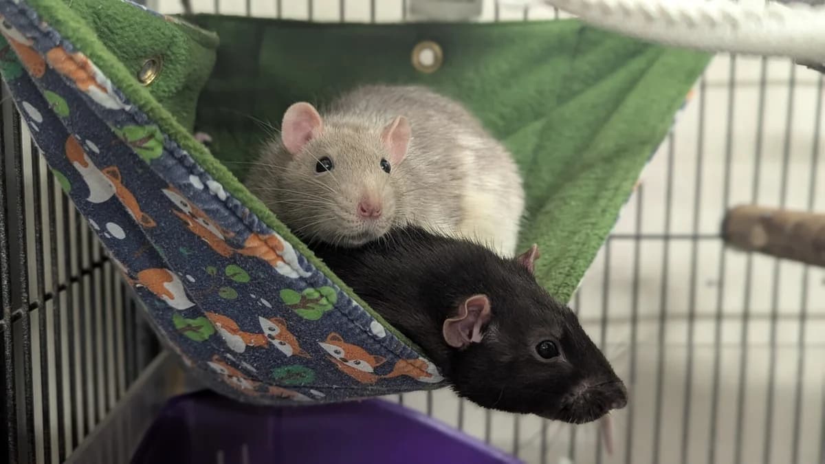 Slim & Shady, male young mixed breed for adoption at Woodgreen Pets Charity