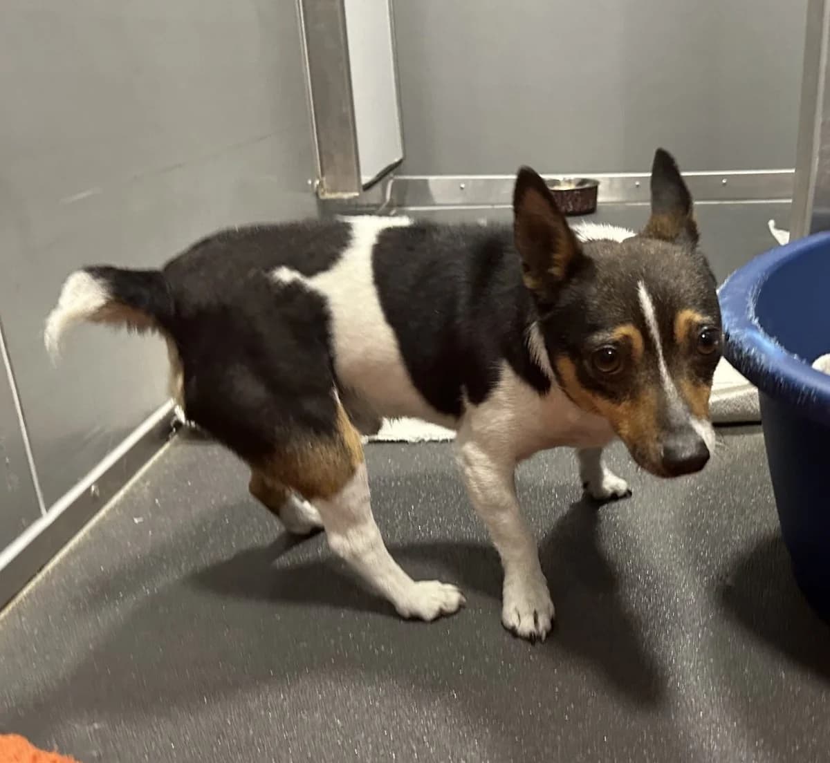 Smedward,  (All Dogs Matter)