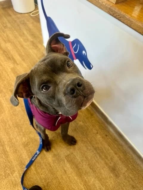 Smokey, female young mixed breed for adoption at All Dogs Matter, London