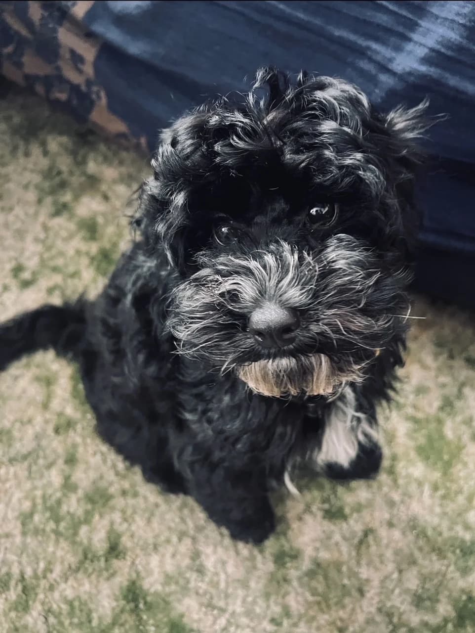 Smokey,  (All Dogs Matter)
