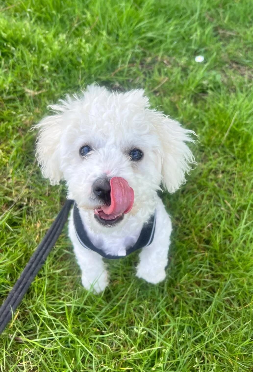 Snowy,  (All Dogs Matter)