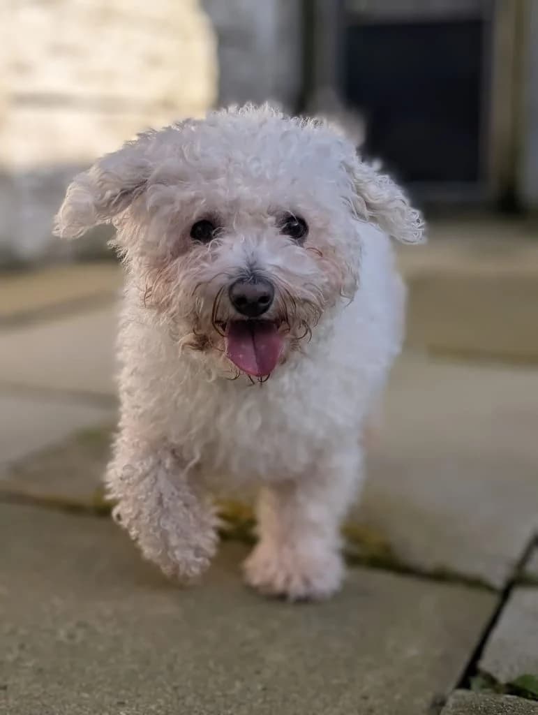 Snuffles, male Mixed Breed for adoption at Liverpool
