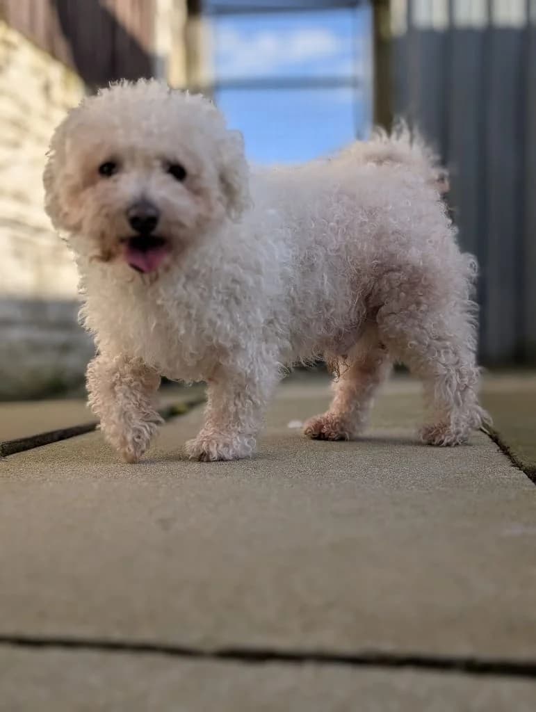 Snuffles, male Mixed Breed for adoption at Freshfields Animal Rescue, Liverpool photo 4