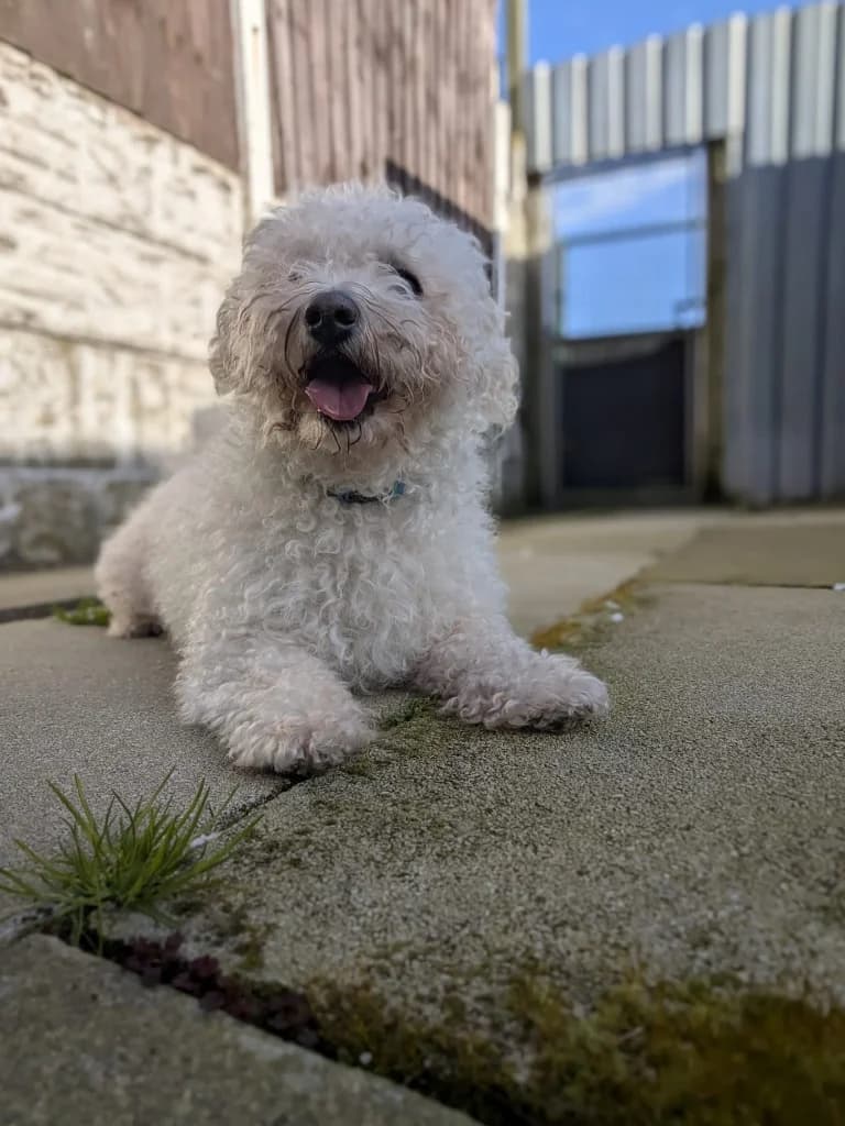 Snuffles, male Mixed Breed for adoption at Freshfields Animal Rescue, Liverpool photo 5