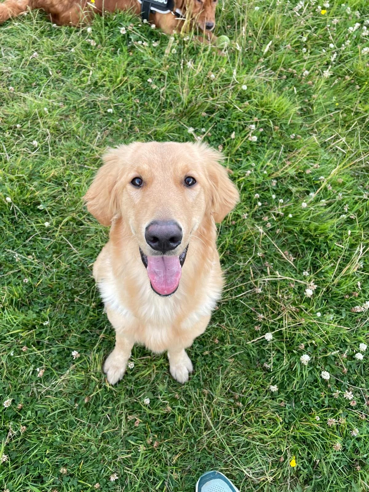 Solana,  (All Dogs Matter)