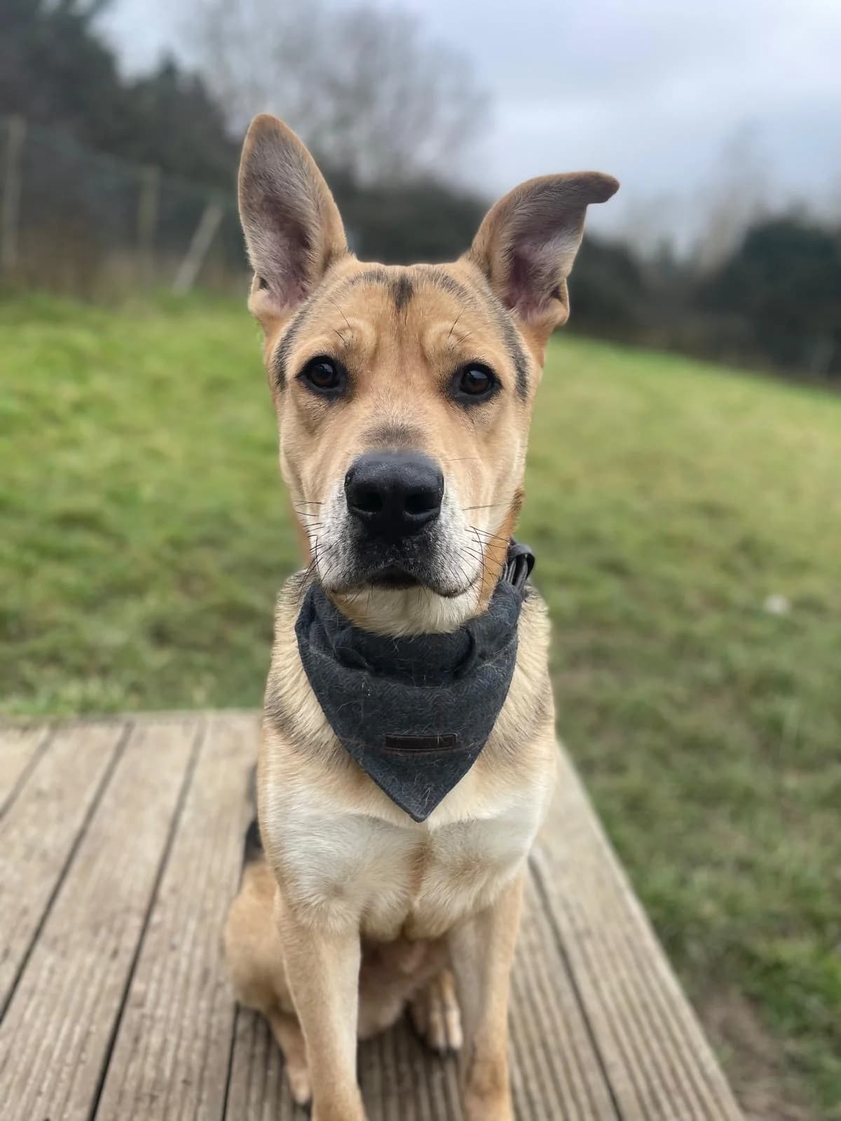 Solly,  (All Dogs Matter)