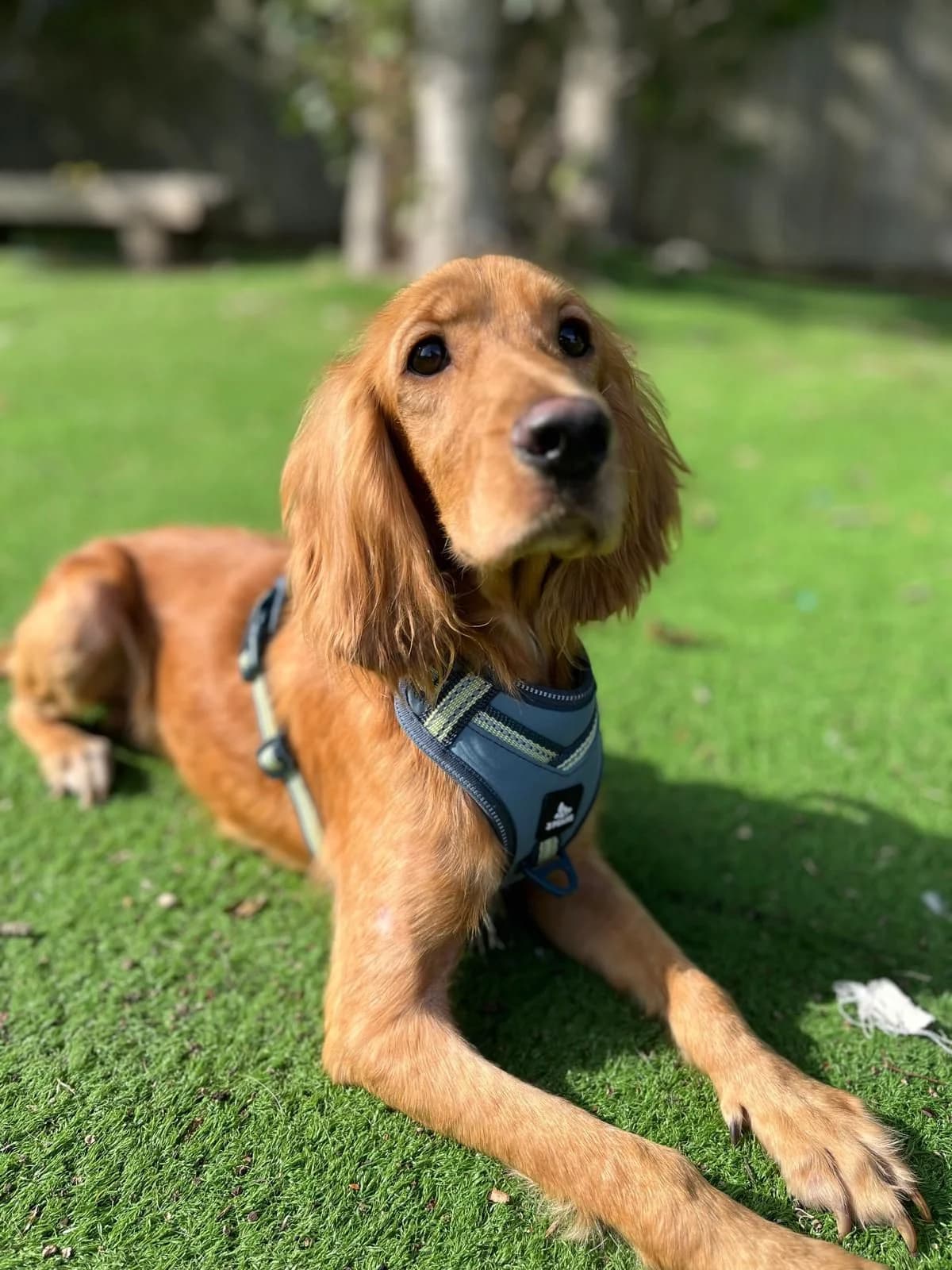Solly,  (All Dogs Matter)