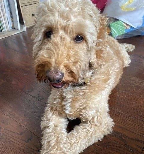 Sonny,  (All Dogs Matter)