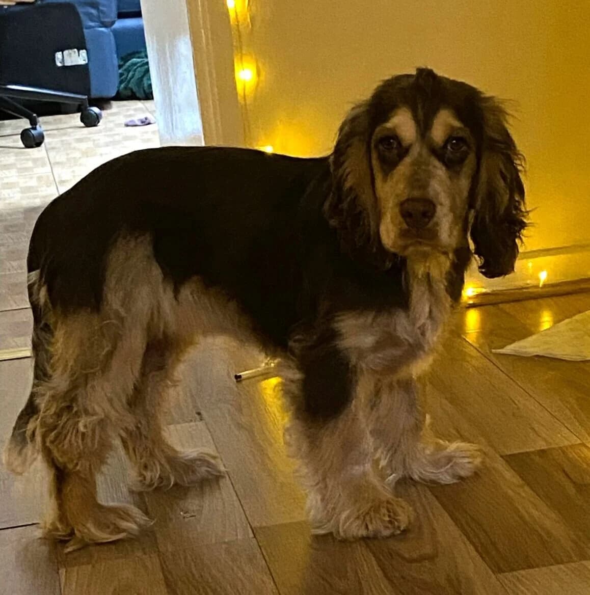 Sophie,  (All Dogs Matter)
