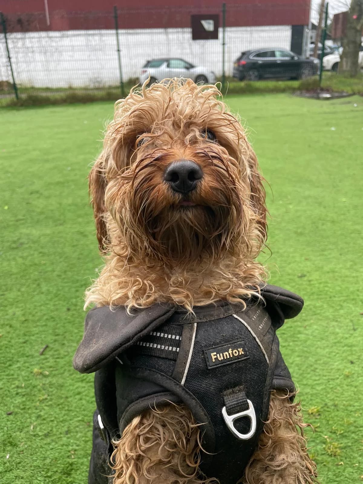 Sophie,  (All Dogs Matter)