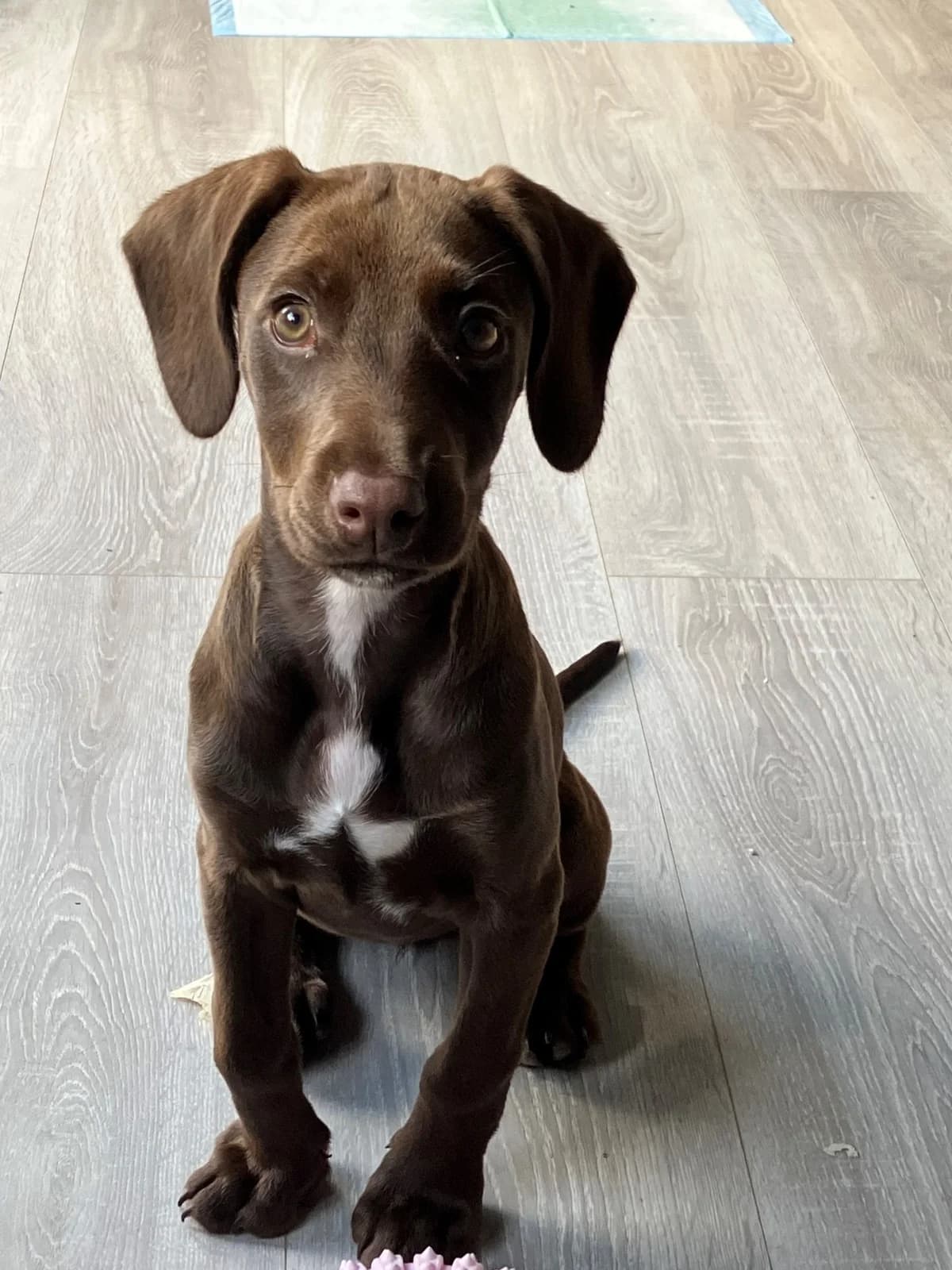 Sora,  (All Dogs Matter)