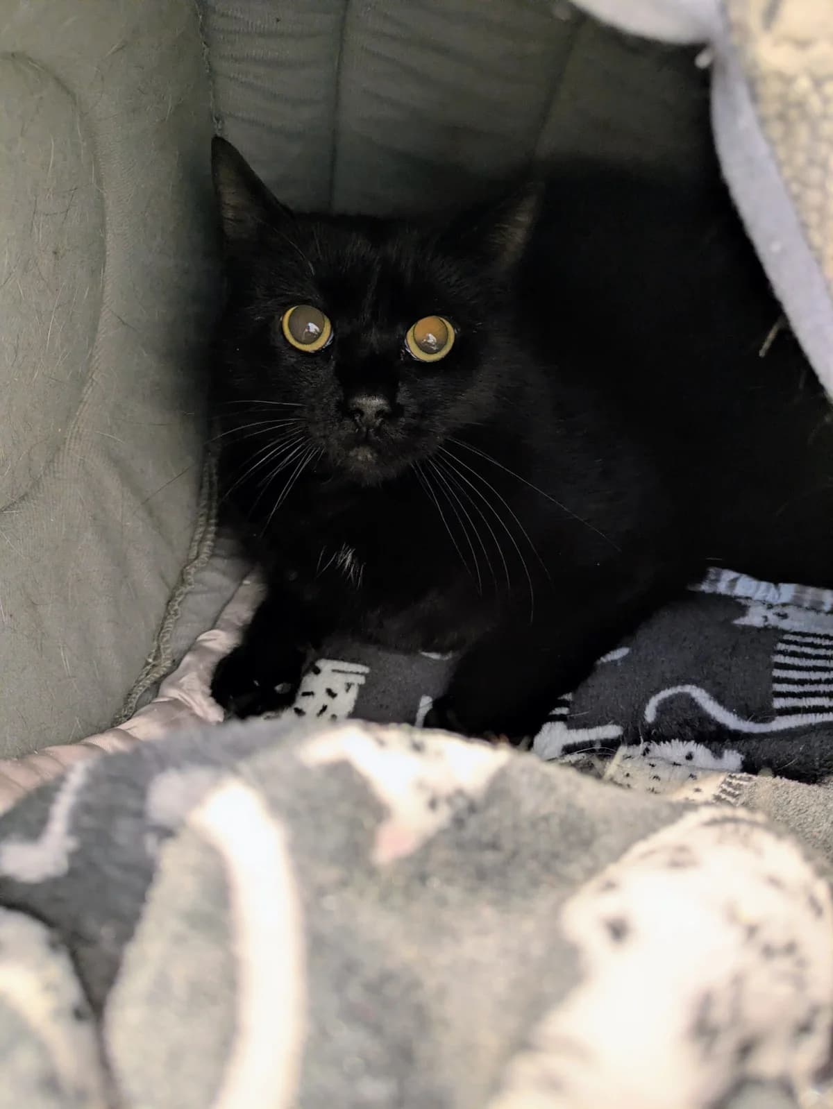 Sprite, male Mixed Breed for adoption at Liverpool