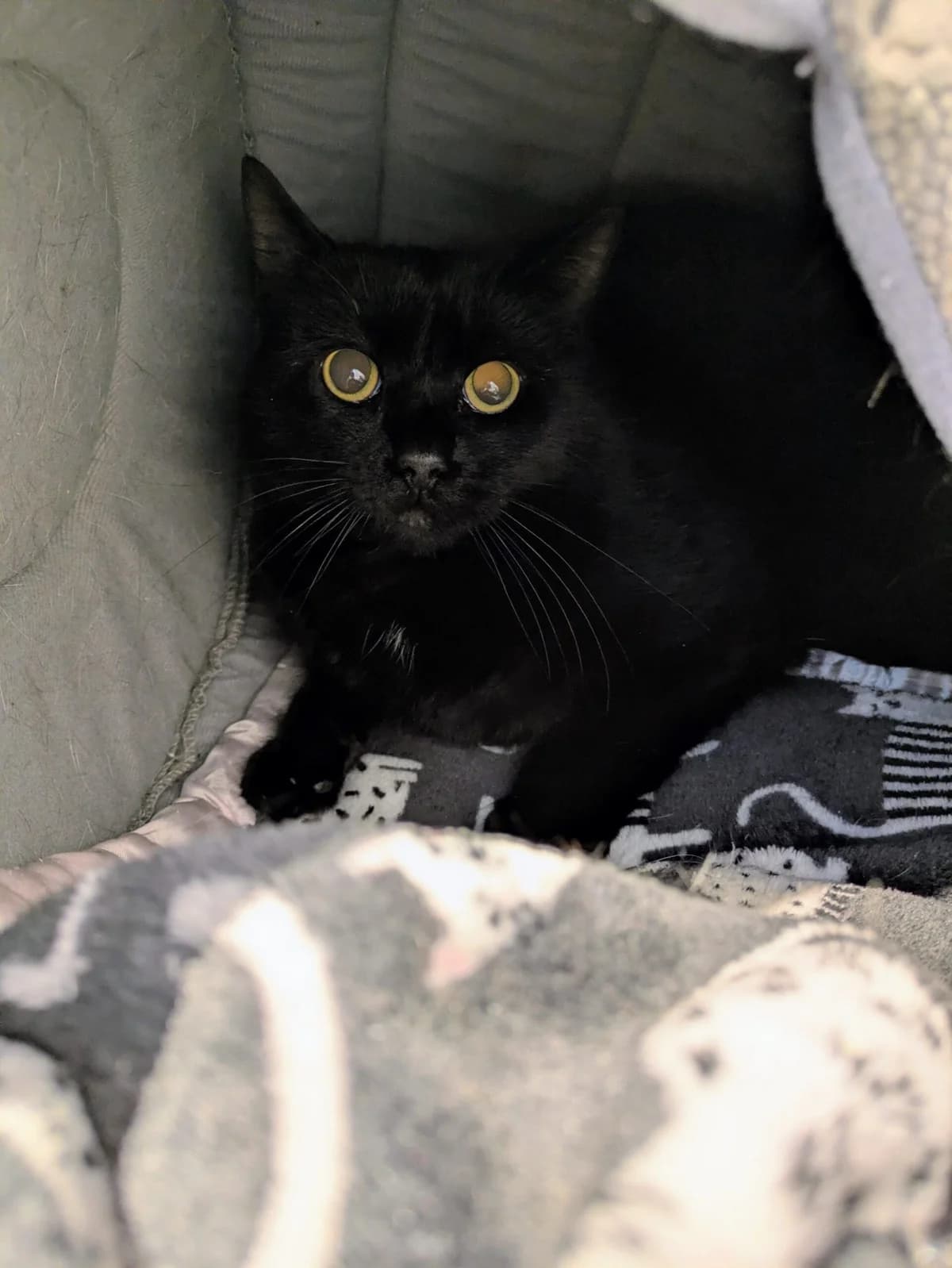 Sprite, male Mixed Breed for adoption at Freshfields Animal Rescue, Liverpool photo 2