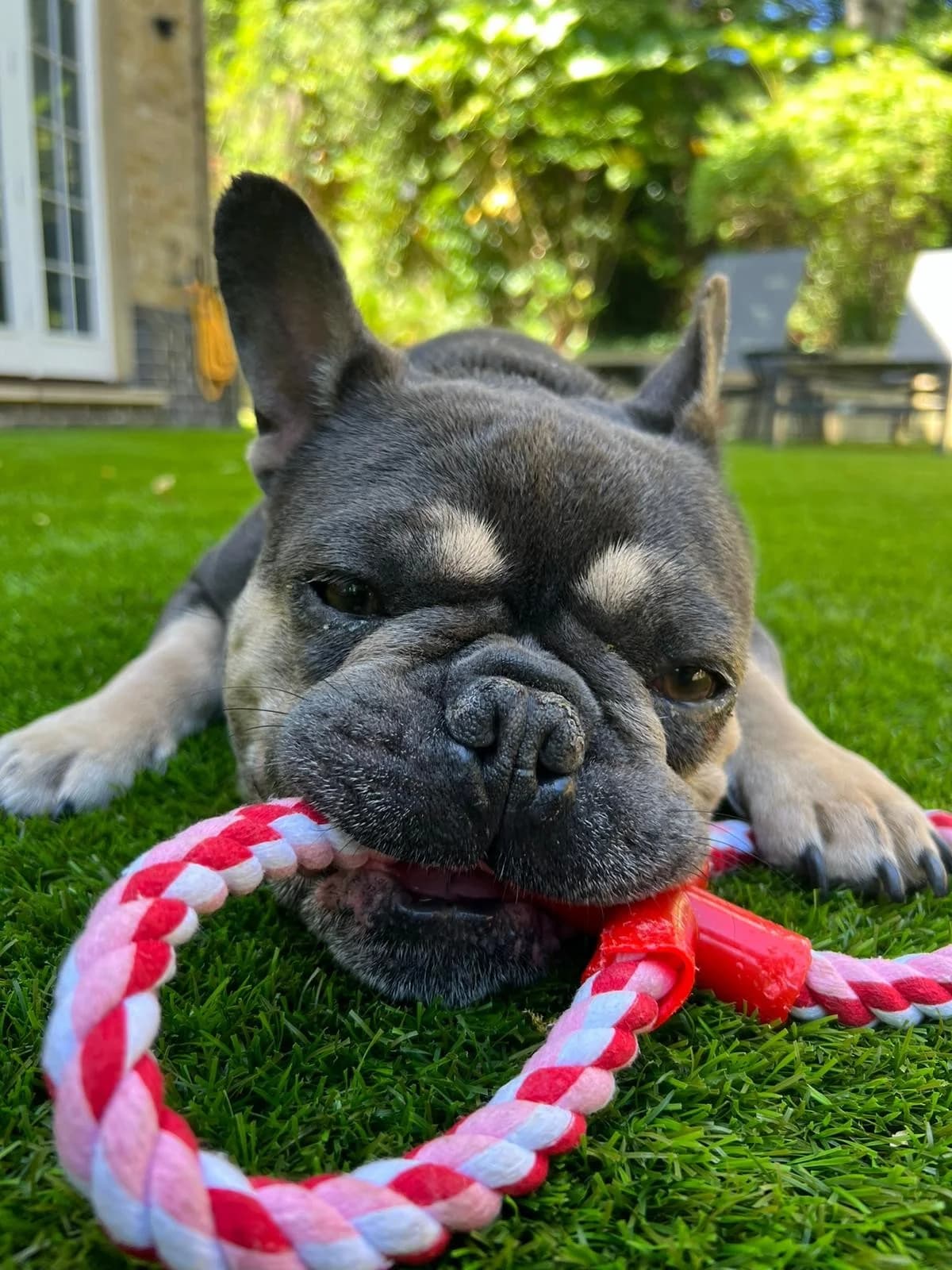 Spurs,  (All Dogs Matter)