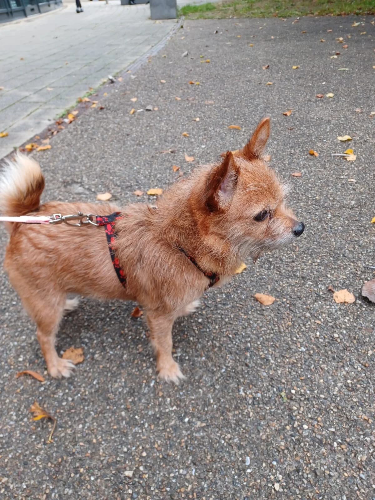 Squirrel, female 4yo mixed breed for adoption at All Dogs Matter, London