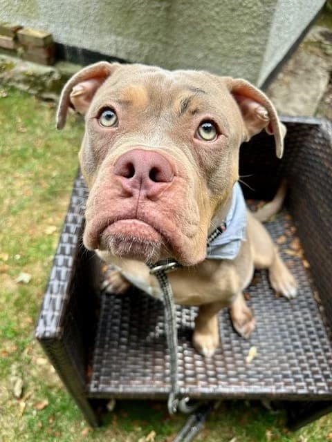 Stan,  (All Dogs Matter)