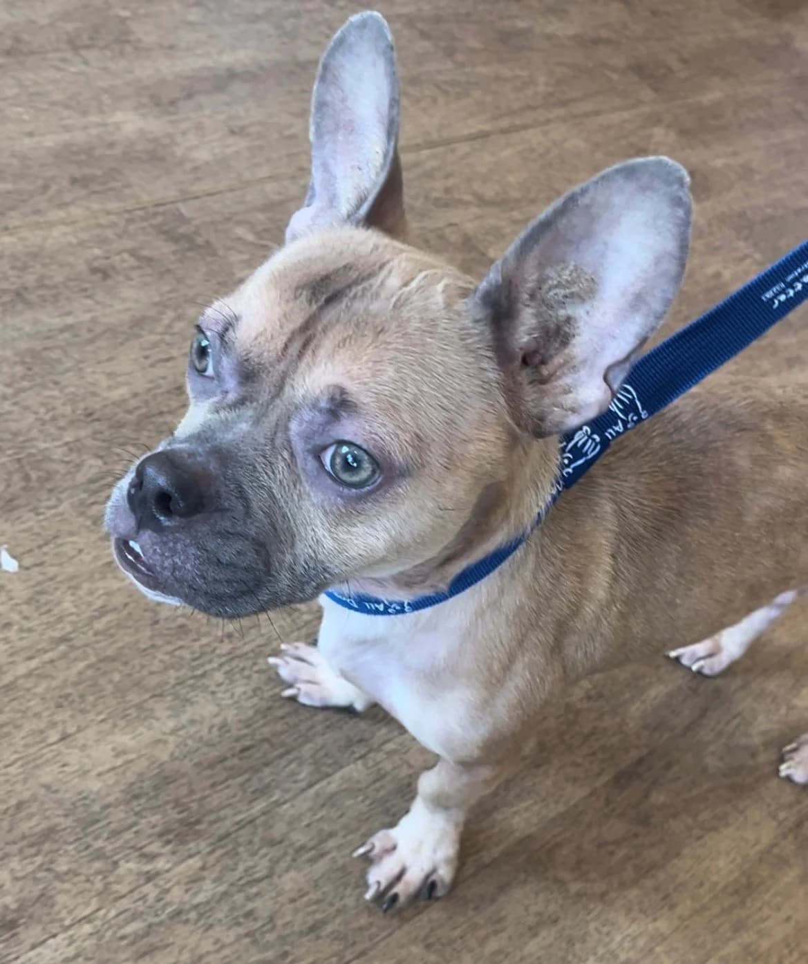 Stanley,  (All Dogs Matter)