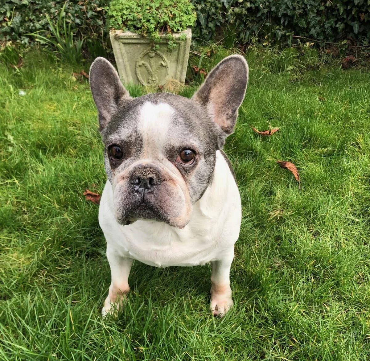 Stanley, female senior English Bulldog for adoption at All Dogs Matter, London