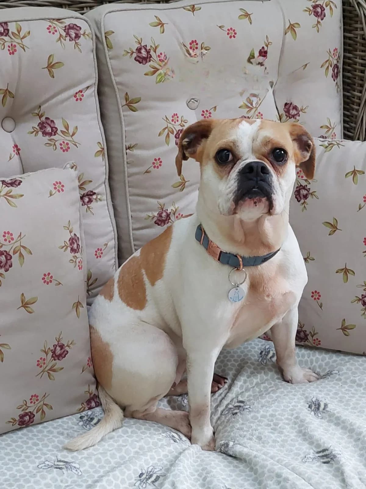 Stella, female 6yo mixed breed for adoption at All Dogs Matter, London