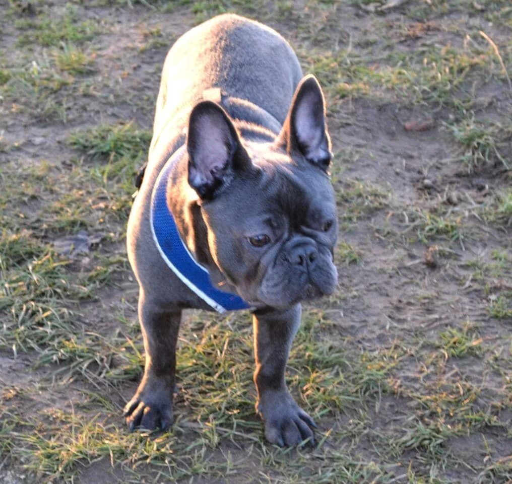 Steve,  (All Dogs Matter)