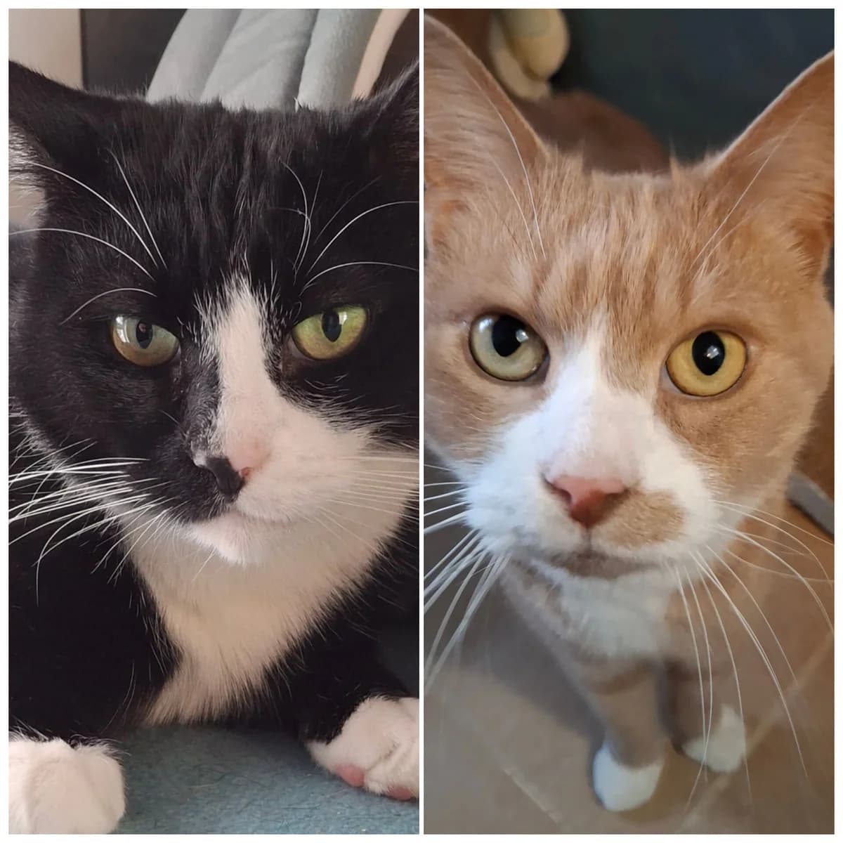 Stevie and Shady, male Mixed Breed for adoption at Liverpool