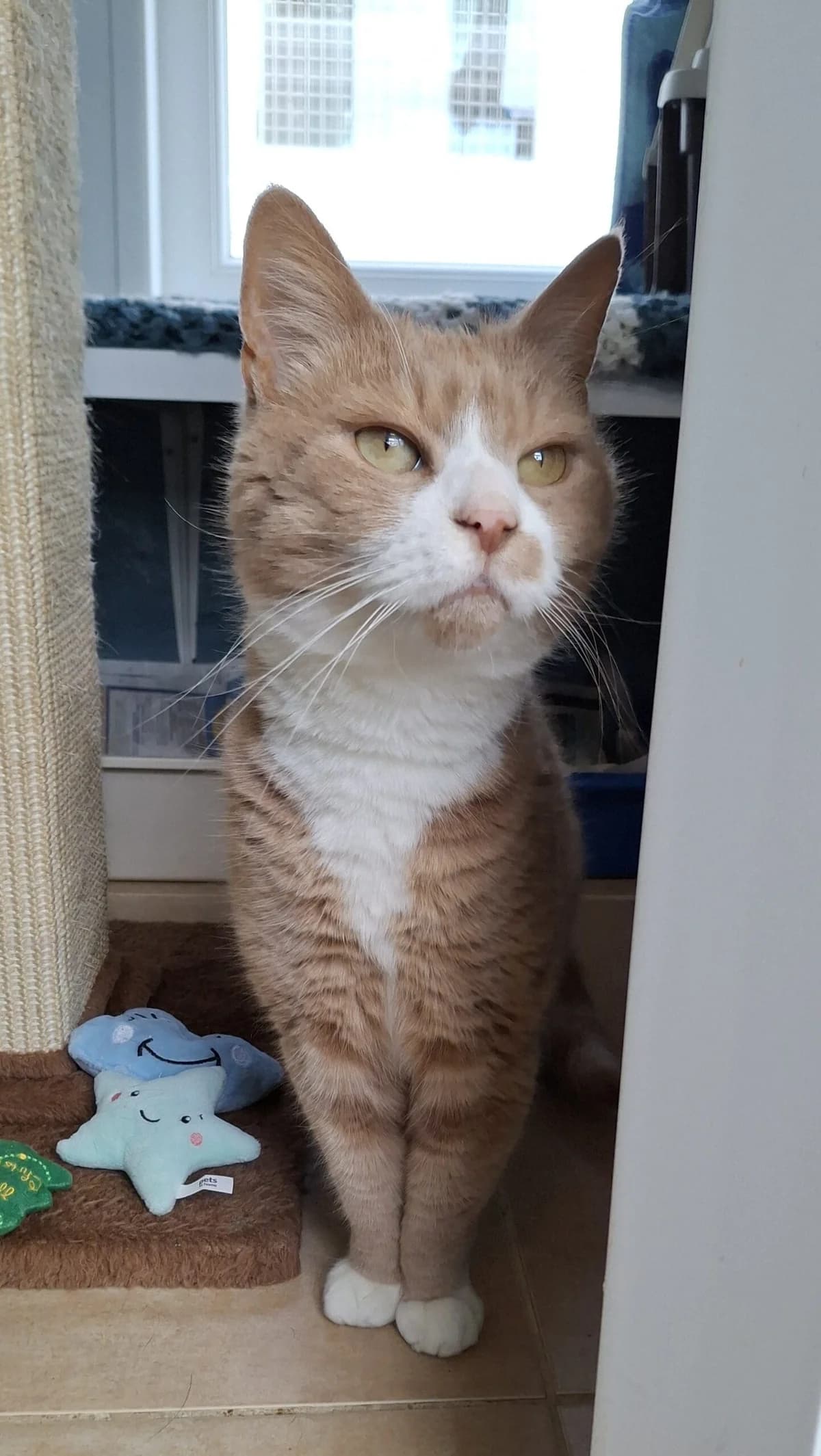 Stevie and Shady, male Mixed Breed for adoption at Freshfields Animal Rescue, Liverpool photo 2