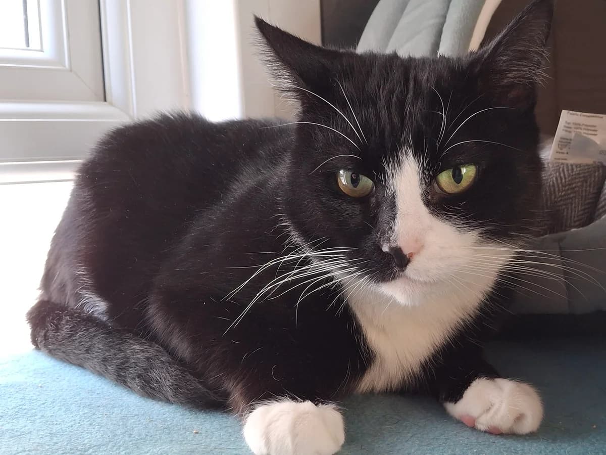 Stevie and Shady, male Mixed Breed for adoption at Freshfields Animal Rescue, Liverpool photo 3