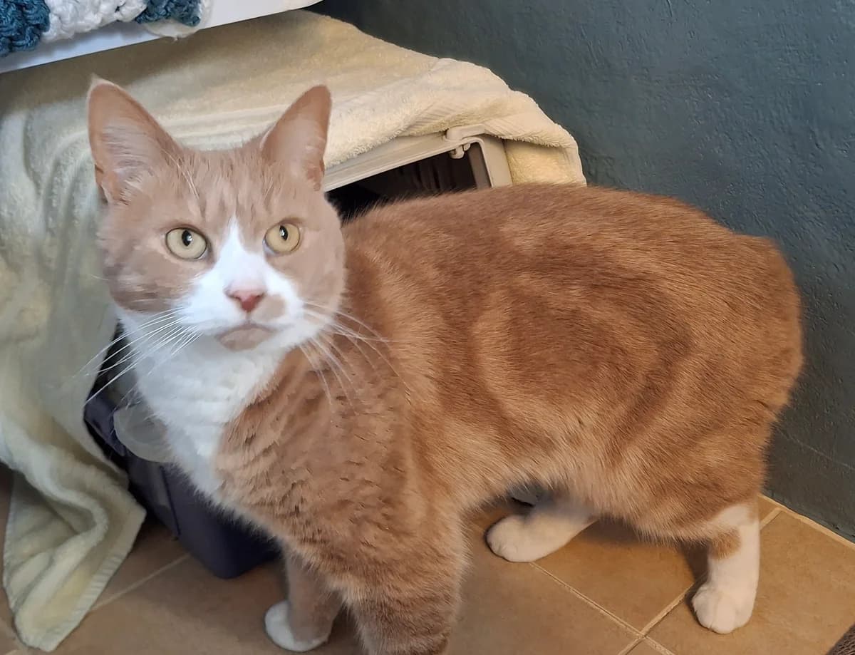 Stevie and Shady, male Mixed Breed for adoption at Freshfields Animal Rescue, Liverpool photo 4