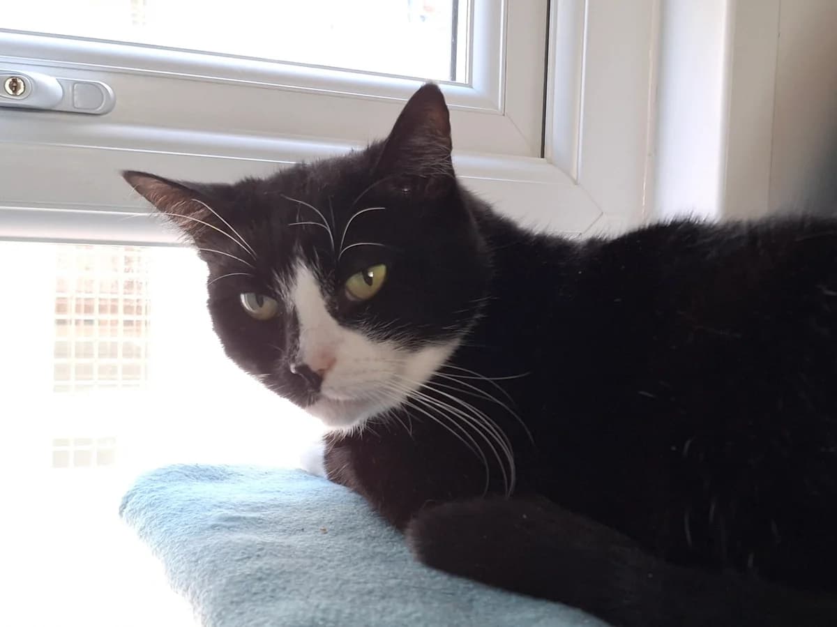 Stevie and Shady, male Mixed Breed for adoption at Freshfields Animal Rescue, Liverpool photo 5