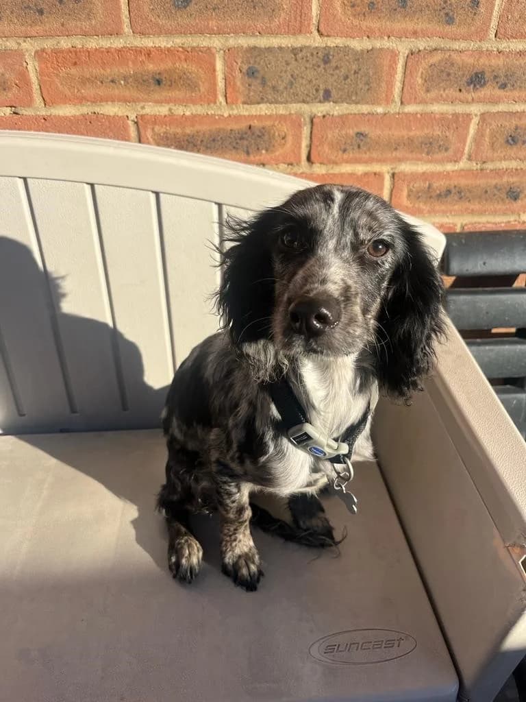 Stormi, female young mixed breed for adoption at All Dogs Matter, London