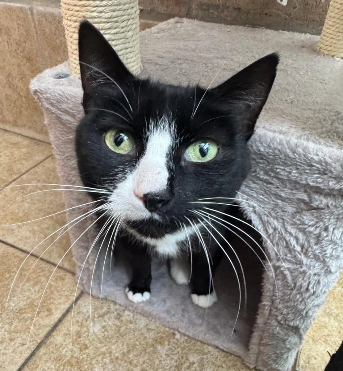 Stripes,  senior Mixed Breed for adoption at Newcastle Dog and Cat Shelter, Newcastle