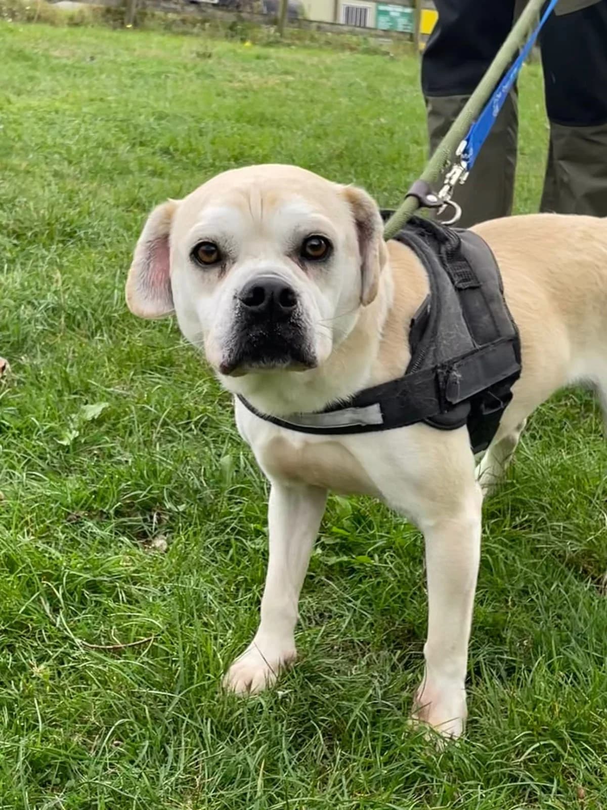 Stuart, female 6yo mixed breed for adoption at All Dogs Matter, London