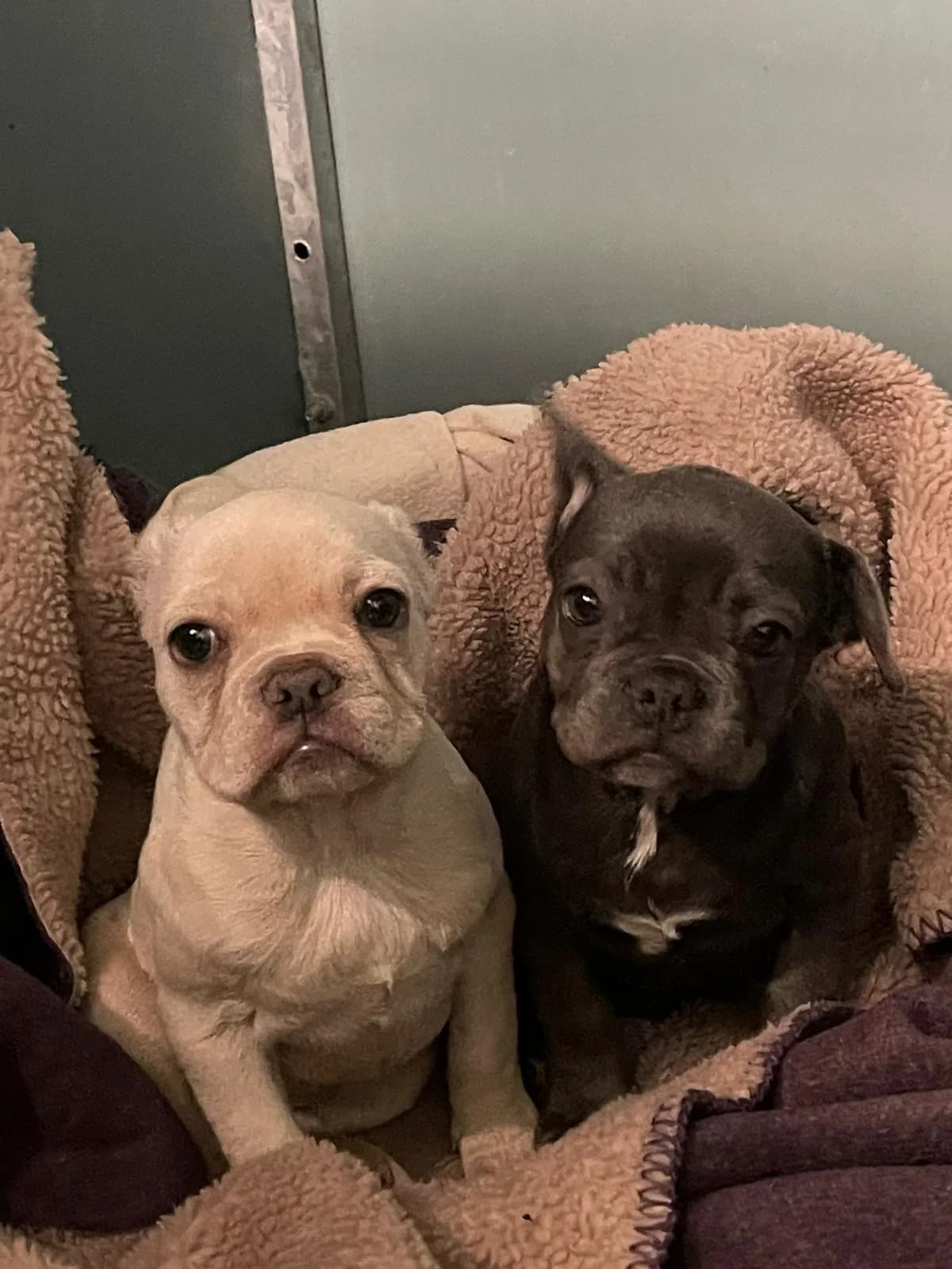 Sugar and Plum, female young French Bulldog for adoption at All Dogs Matter, London