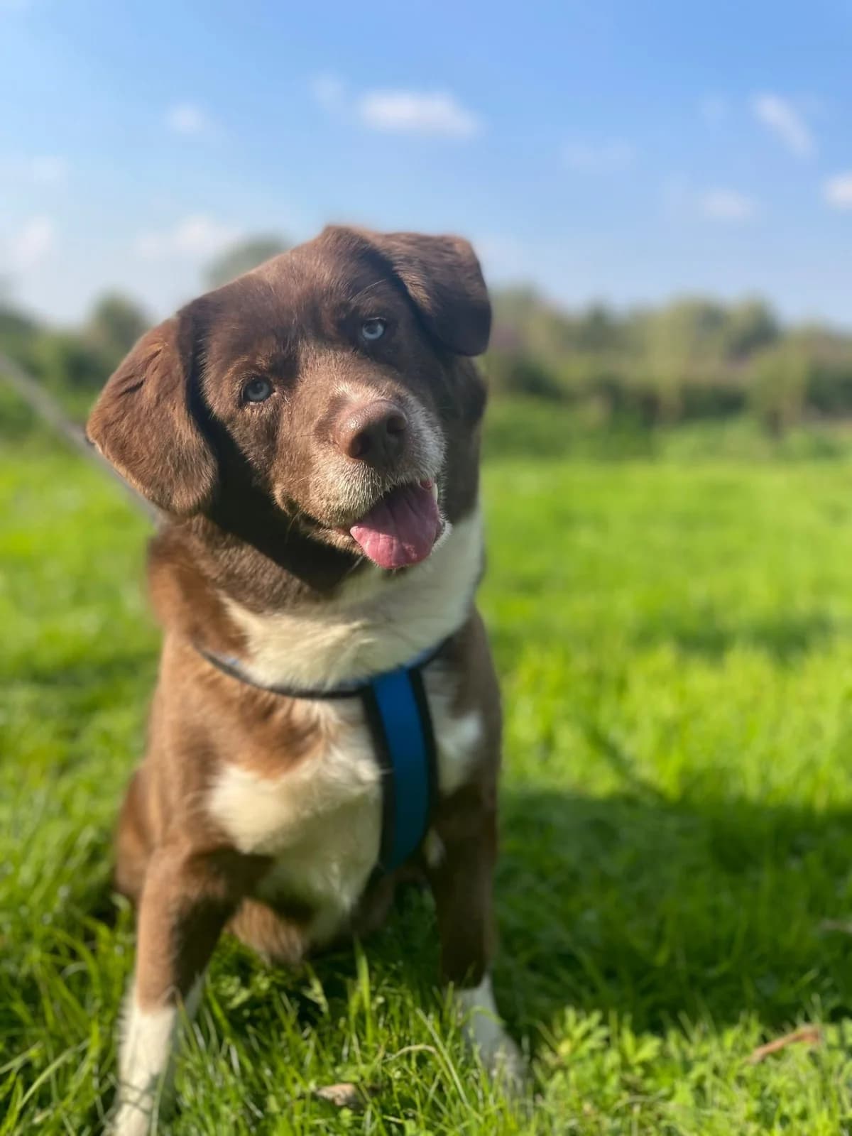 Suki, female senior Mixed Breed for adoption at Newcastle Dog and Cat Shelter, Newcastle