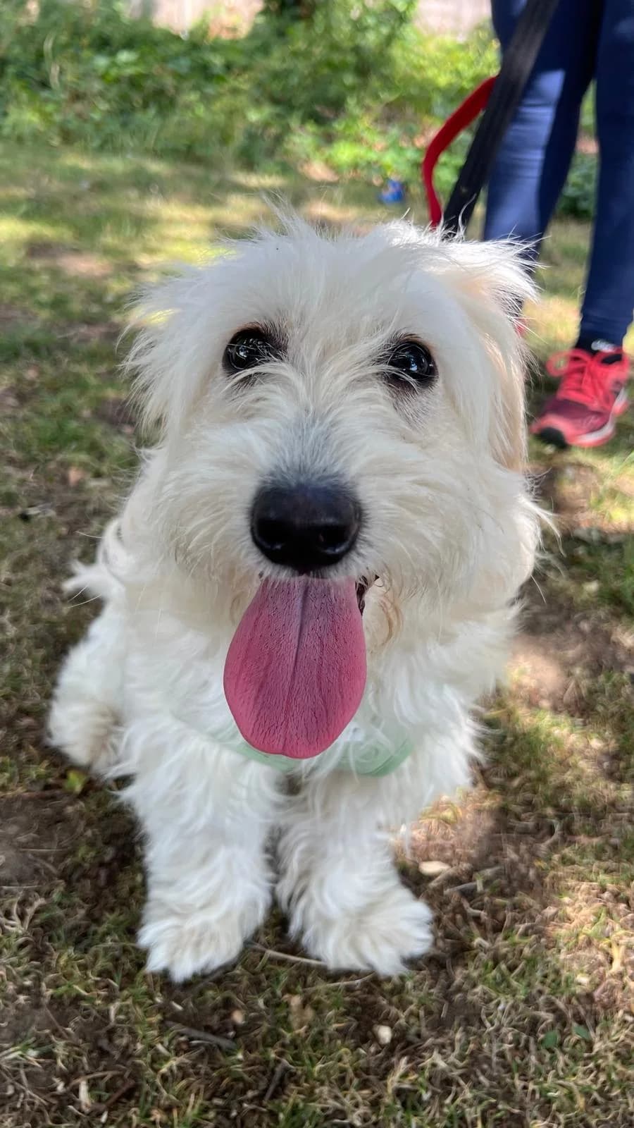 Susie,  (All Dogs Matter)