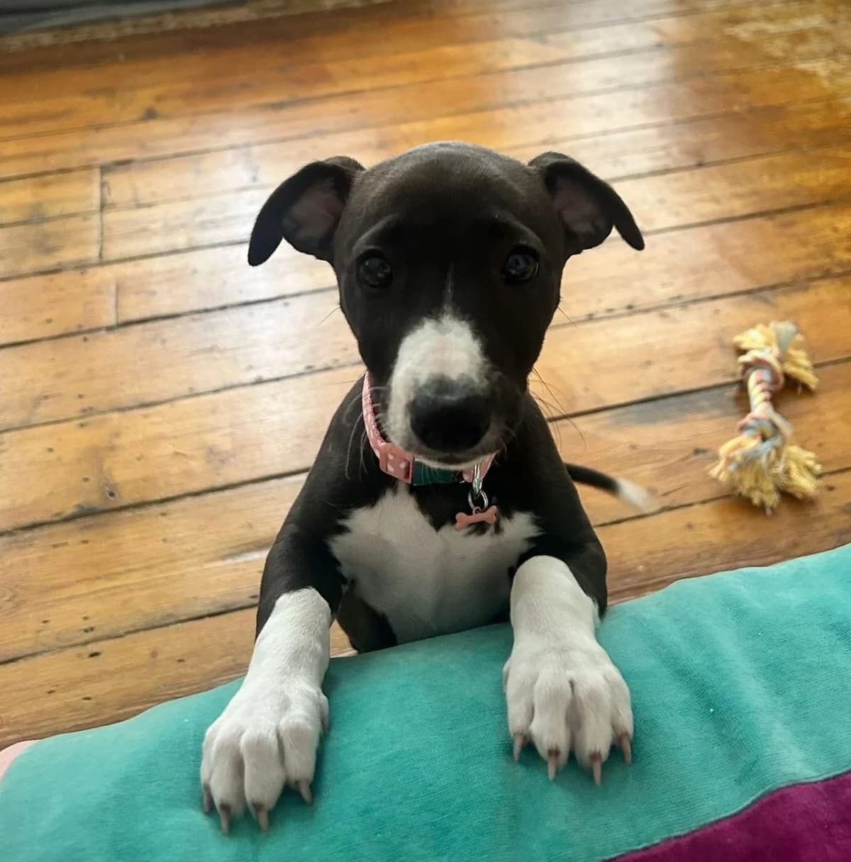 Tallulah,  (All Dogs Matter)